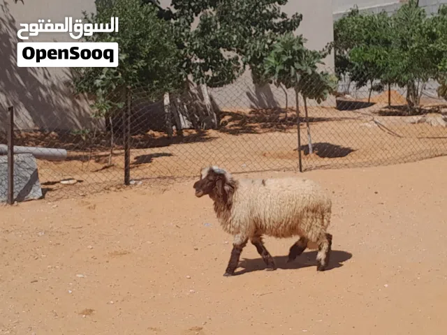 خروف وطني الله يبارك عمره ف7شهور سليم من العيوب والامراض