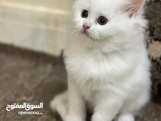 قطط شيرازيات