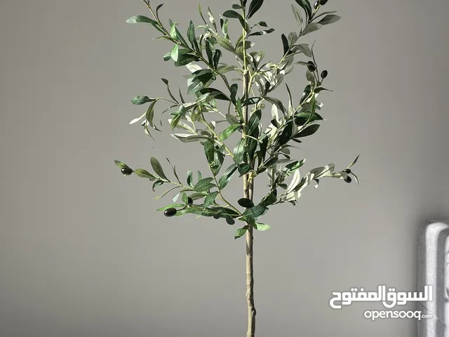 شجرة زيتون داخلية