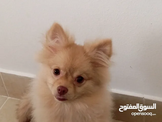Karmel the young Pomeranian puppy