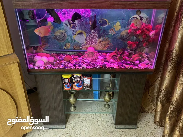 حوض سمك اوسكر كامل اغراضو للبيع قابل لتفاوض