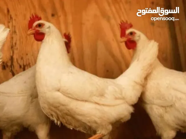 مطلوب دجاج عماني بياض