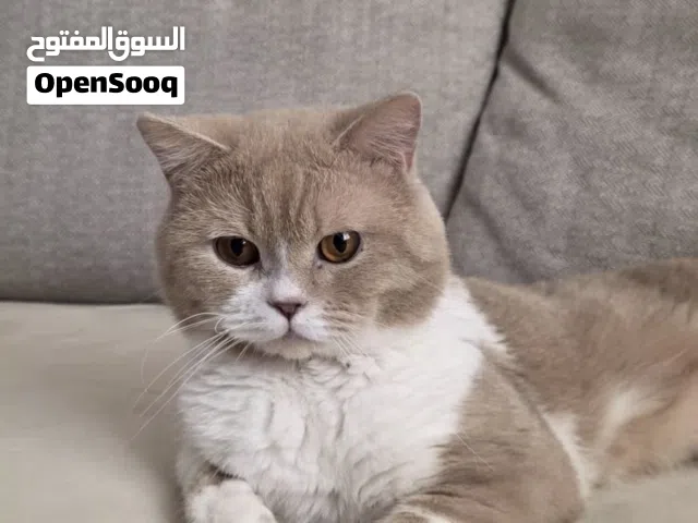 للبيع ذكر بريتش بني فاتح