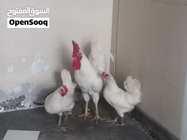 ديك بحريني للبيع