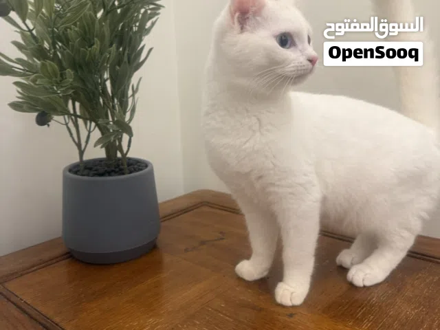 4 قطط للتبني عمرهم 6 شهور
