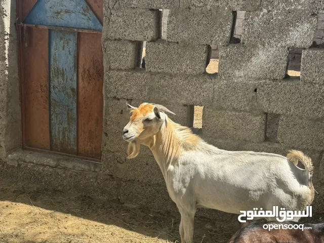 ذبايح العيد تيوس أثيوبيات احجام كبيره ومطعومه وثيران مطعومه