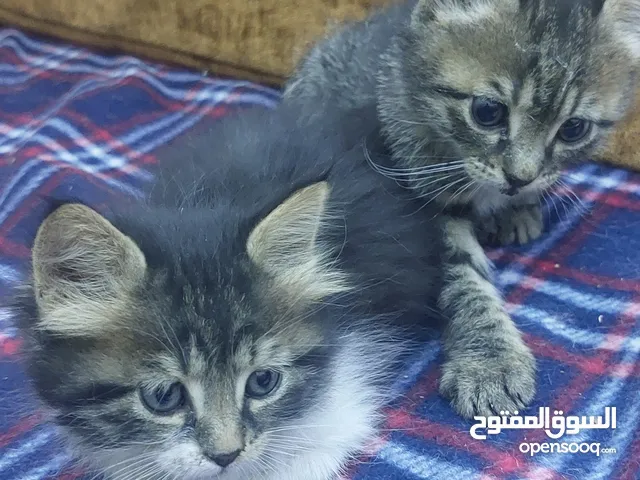قطتان صغيرتان للتبني مجانا في صويلح