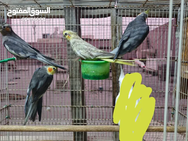 كوكتيلات للبع زوجين