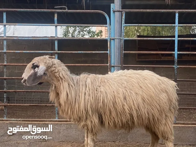 جاعدة كشميرية عاقر