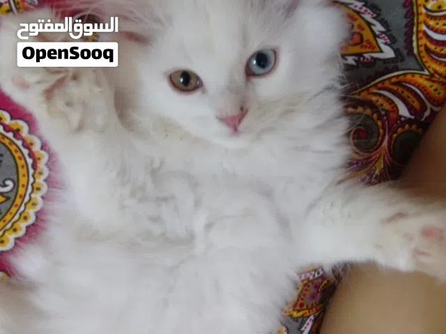 Pure Persian cat for sale