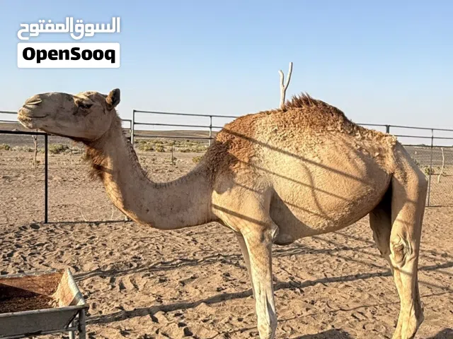 بكره لقيه تصفر جذعه سلاله الي يدور سلاله
