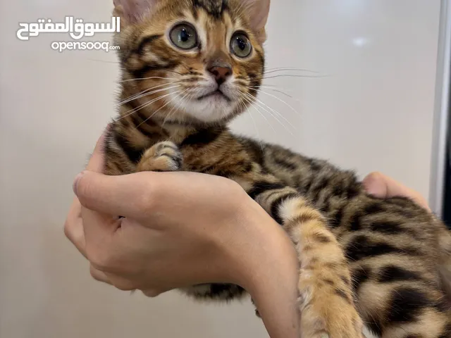 قط بنغالي اصلي بيور 3شهور للبيع