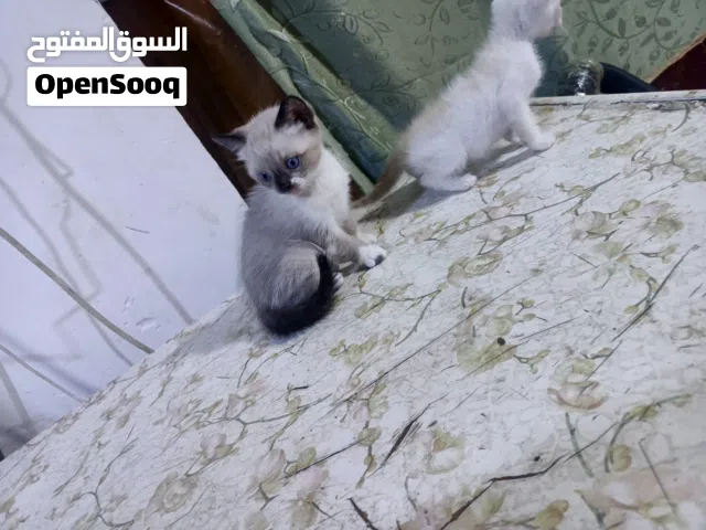 قطط  نثيه وفحل للبيع