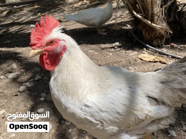 ديكه فرنسي امورهن طيبه