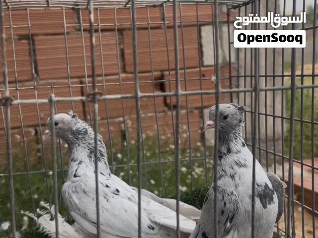 زوز انتايات هزار مبروص دحو دحي فتوح