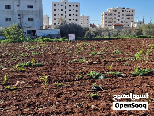 Residential Land for Sale in Jenin AlJabriaat