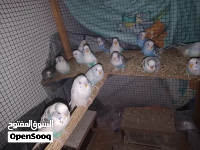 طيور حب حبشيات