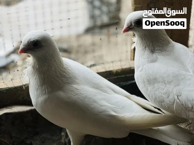 حمام قماري للبيع زوجاً زوج امهات معه افراخ