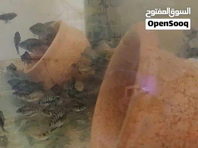 اسماك زيبرا كونفكت