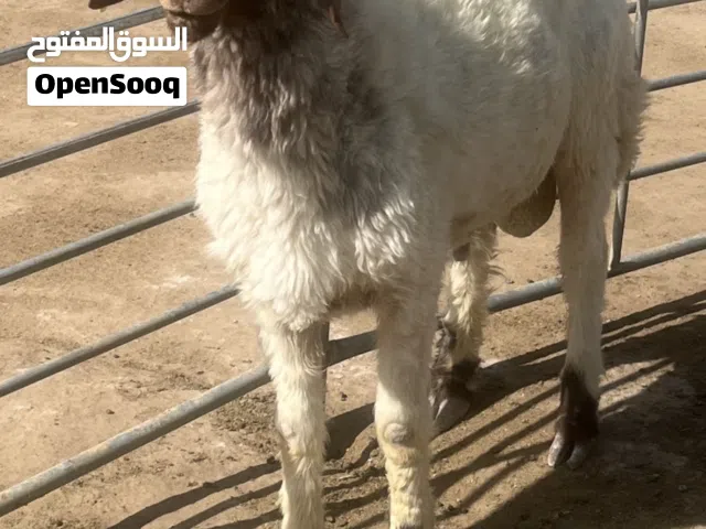 فحل نعيمي للبيع