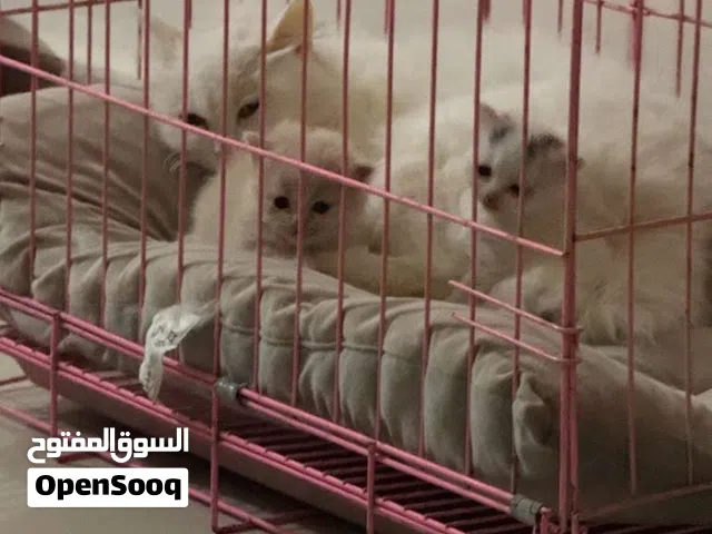 قفص للقطط او ل كلب صغير