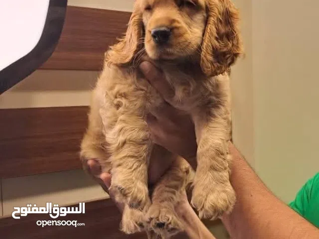 جراء جيرمن مستوردين