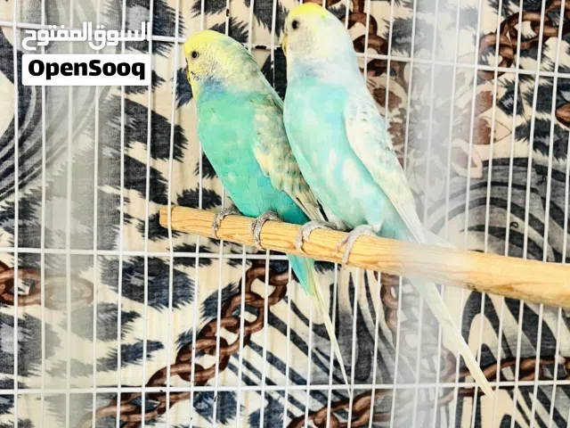 السلام عليكم