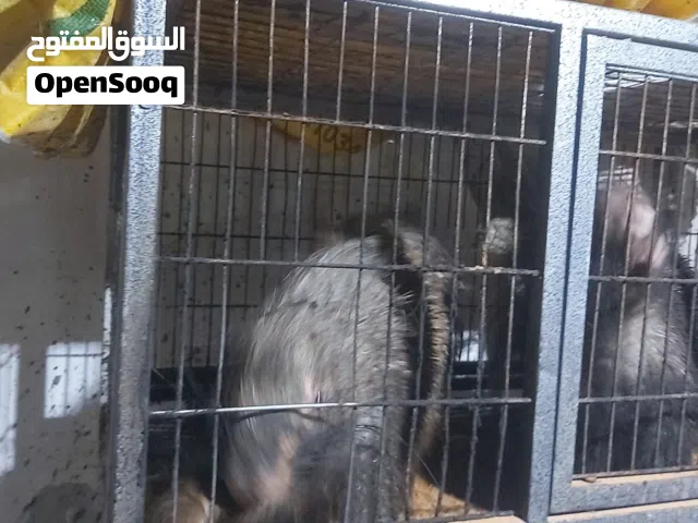 السلام عليكم..اقراء العرض بعد ادنك صيد الليل