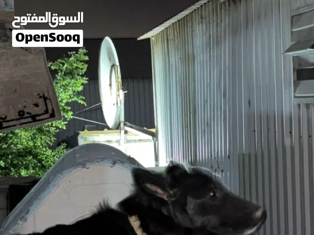 للبيع كلب جيرمن