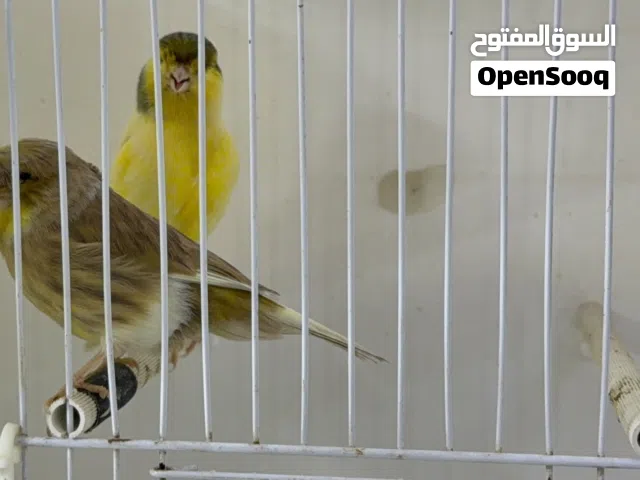 زوج كناري جلوستر