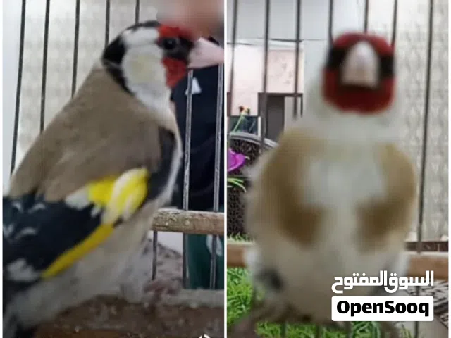 ذكر قرديل ربي يبارك للبيع وطني القرابولي