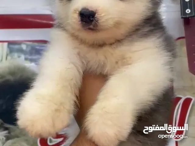 الوحوش الاسكا وصلت لهواه المستويات المميزه فقط