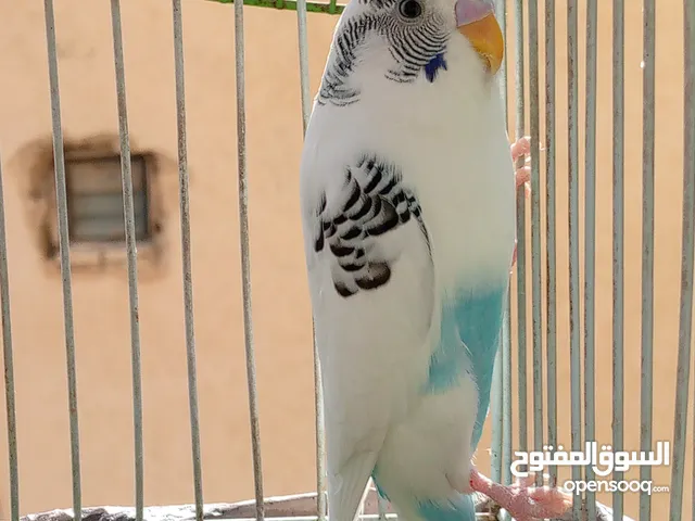 عصفور حب مع قفص اربع معالف