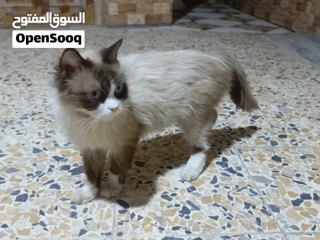 قطه راغدول