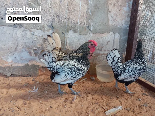 سبرايت أنيق
