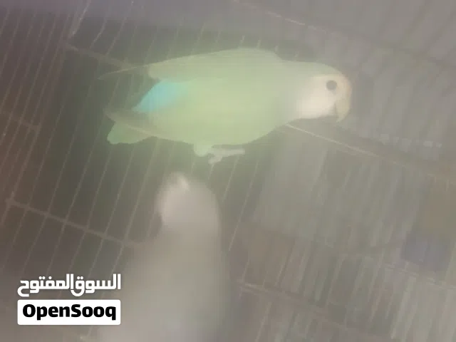 زوز كوبيات بركديلو روز