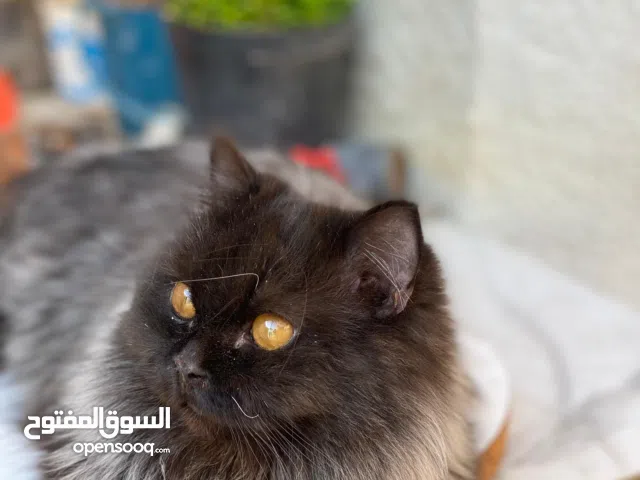 بزونه انثى للبيع نوع سكوتش فولد  نادر وجميل عمره سنه