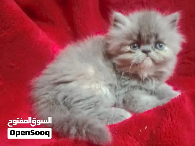 بنت رصاصي وولد بلاك حناوي زي القمر