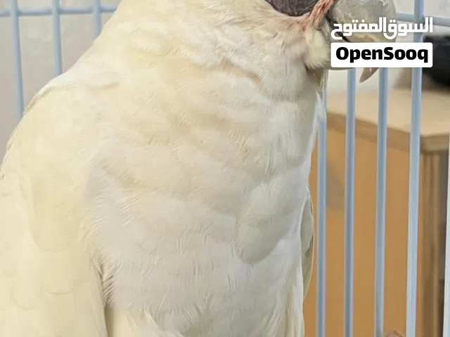 ببغاء، كوكاتو
