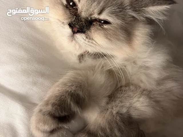 هملايا مع جوازها