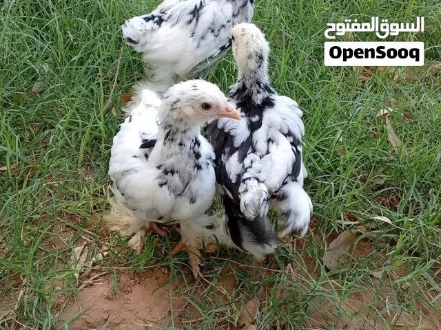 فلاليس براهمه اصلي العمر شهر ..للاستفسار