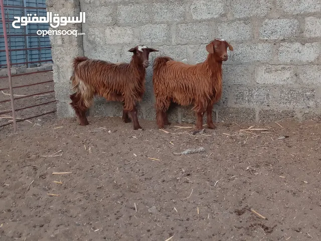 للبيع بكار