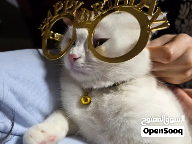 Cat for adoption