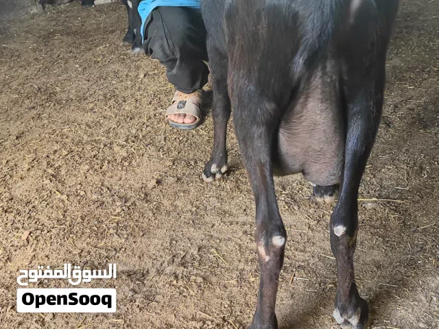 ماعز مارسيانو اسباني حلوب