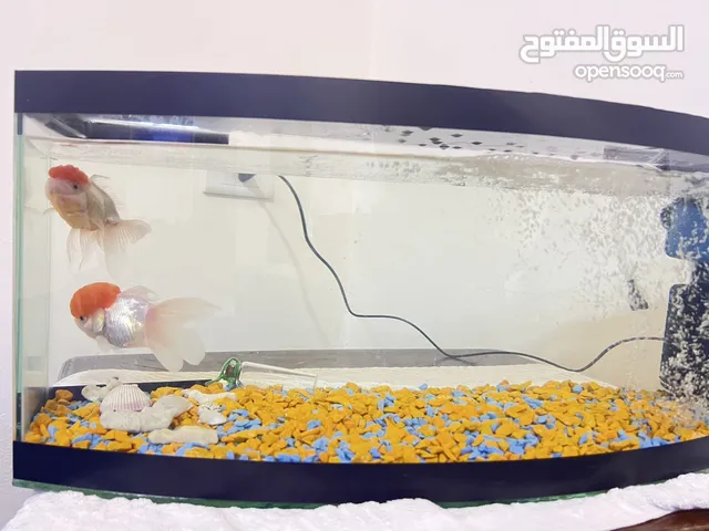 سمك أورندا RedCap المفترسة التايلندي (ذكر و أنثى) قابلة للتزاوج والإنتاج موجود في عمان وإربد