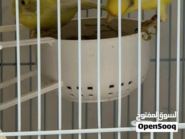 كناري زوج واتر سلاجر بلجيكي - منتج حجل 2024