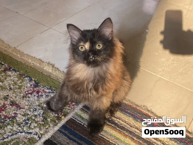 لمحبي القطط للتبني