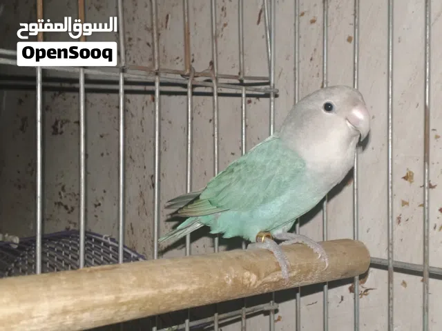 ذكر روز للبيع