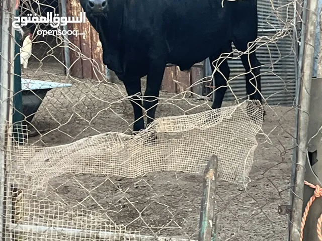 للبيع ثور جرسي