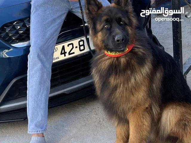 كلب جيرمن للبيع